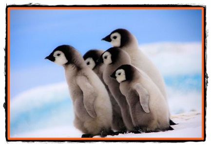 Pinguinii pasari acvatice
